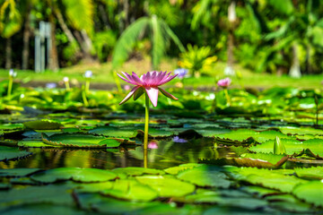 Pink water lily blooming above green lily pads in calm tropical pond with soft bokeh and reflections