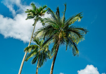 Tall palm trees under vivid blue sky with soft clouds for tropical summer vacation background copy space