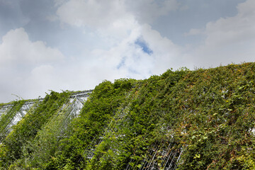 Wisteria and climbing plants against a cloudy sky