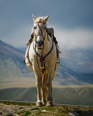Osiodłany koń w Gruzji © JOANNA