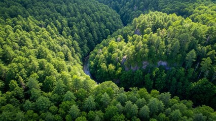 Vibrant aerial view of a lush green forest with a winding river flowing through a serene valley, showcasing the untouched beauty of natural wilderness