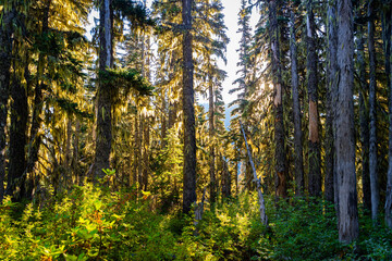 Fototapeta premium Beautiful Virgin Green Moss Forest at Sunrise