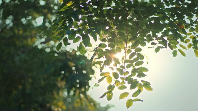 B roll - Green leaves forest in spring morning sunlight, Bright green trees leaves sway in wind, Sun rays break through fresh foliage branch. Bokeh background. Sun shining.