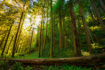 Obraz premium Lush Green Moss-Covered Forest on Marymere Falls Trail