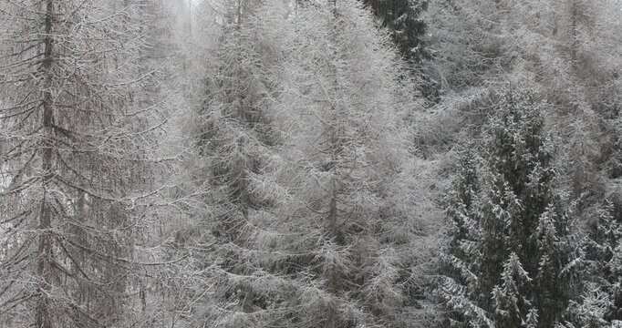 pine trees texture covered in winter snow and frost with icy patterns and gray grunge surface, Italy