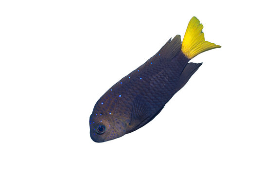 Wild Juvenile Yellowtail Damselfish Microspathodon Chrysurus