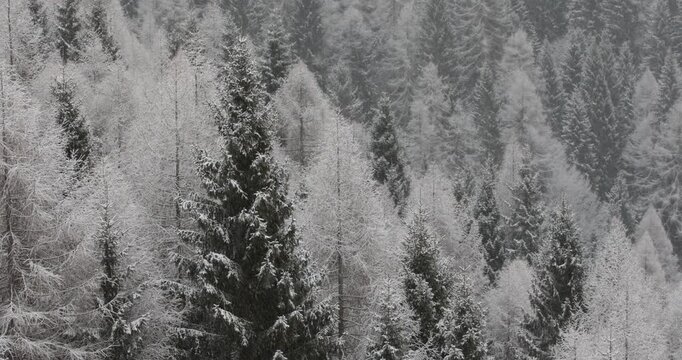 A black and white pine trees texture background with a cold winter feel