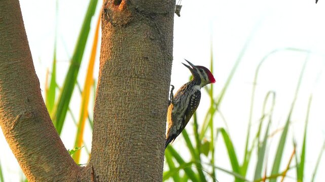 Black-Rumped Flameback (Dinopium benghalense) Searching for Ants on Tree in 120fps 4K Slow Motion. Vibrant Woodpecker Clinging to Tree Trunk with Detailed Plumage and Natural Foraging Behavior Capture