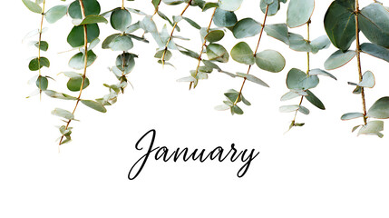 January  green leaves on white background