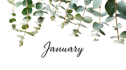 January  green leaves on white background