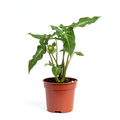 Fototapeta premium Potted Syngonium Podophyllum Arrowhead Plant Isolated on White Background