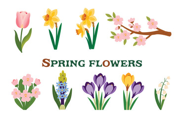 Set of spring flower illustrations tulips, daffodils, crocuses, hyacinths, cherry blossoms, and lilies of the valley.eps