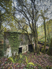 Abandoned Stone Ruins Covered with Ivy in a Forest