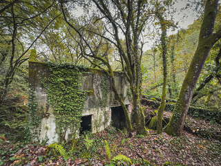 Abandoned Stone Ruins Covered with Ivy in a Forest