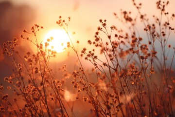 Golden hour nature meadow with blooming flowers