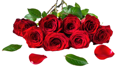 Valentine day vibrant red roses with green leaves and scattered petals creating a romantic atmosphere high-key lighting with cutout object