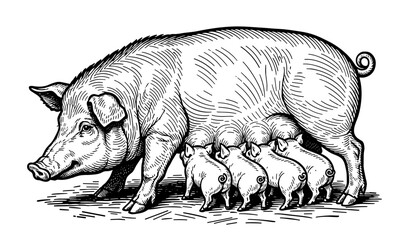 Baby Pigs Suckling Milk From Their Mother in black and white