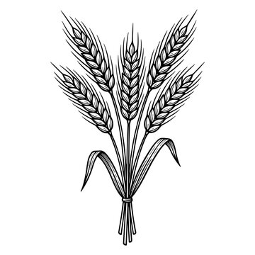 Wheat sheaf in line art style in black and white
