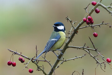 Great Tit (Parus major) perched on a hawthorn branch with red berries, common bird species in the Czech Republic © czjonyyy
