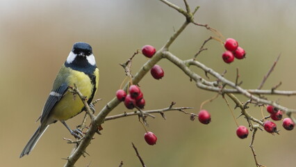 Great Tit (Parus major) perched on a hawthorn branch with red berries, common bird species in the Czech Republic © czjonyyy