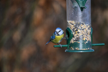 blue tit on a feeder in the garden © Duvekot Fotografie