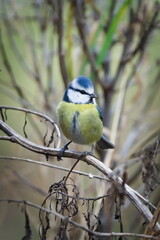 Blue Tit (Cyanistes caeruleus) perched on bare twigs in winter vegetation &ndash; common songbird in the Czech Republic