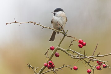 Marsh Tit (Poecile palustris) perched on a hawthorn branch with red berries, common bird species in the Czech Republic.