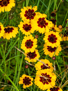 Yellow and burgundy coreopsis flowers blooming in grass