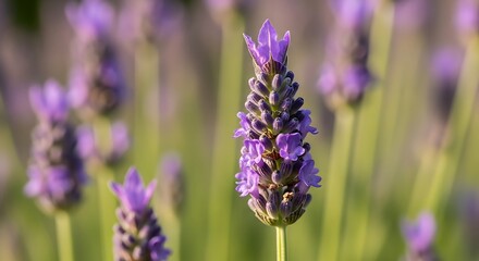 Obraz premium Lavender blossoms bloom in soft sunlight amidst a field of green.