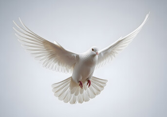 Obraz premium White dove flying isolated on light background symbolizing peace, freedom and purity