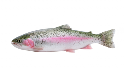 Rainbow trout freshwater fish pink stripe speckled body aquatic animal isolated transparency background healthy natural detailed side view