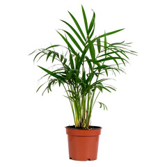 Potted Parlor Palm (Chamaedorea elegans) Indoor Houseplant Isolated on White Background