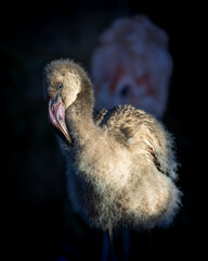 Baby flamingo is standing on a dark background. Flaminglet born at Edinburgh Zoo