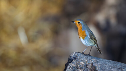 Robin, Small bird with a red head and orange wings stands on a rock