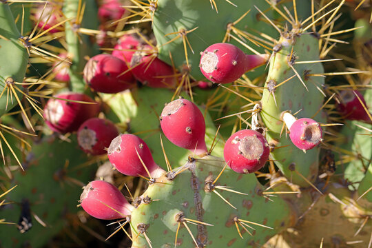 Red, ripe opuntia fruit. Cactus fruit.