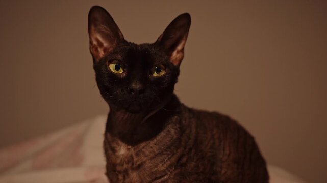 Beautiful dark brown Devon Rex cat with large ears and mesmerizing yellow eyes looking around attentively in a cozy, dimly lit room