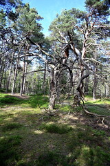 Toter Baum im Dar&szlig;wald