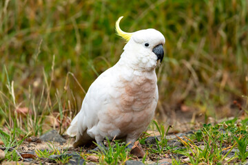Fototapeta premium Photograph of an Australian Sulphur Crested Cockatoo walking on the ground looking for food in the Blue Mountains in Australia.