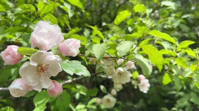 Delicate pink white spring blossom.