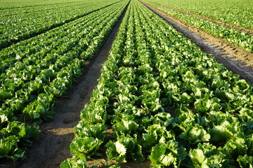 Salat gr&uuml;ner Blattsalat Feld 