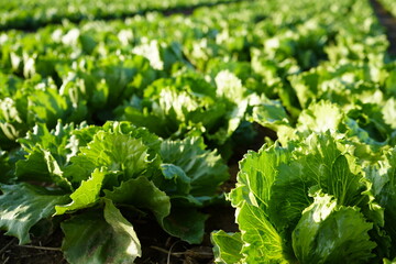 gr&uuml;ner Salat Kopfsalat salad