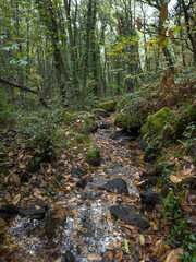 Small stream flowing through a lush forest surrounded by moss-covered rocks, trees, and fallen autumn leaves. Small Forest Stream Flowing Through Autumn Woodland