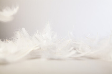 feathers on a white background, macro photo, soft focus