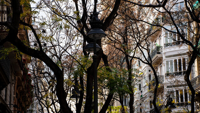 calles de valencia con arboles en invierno