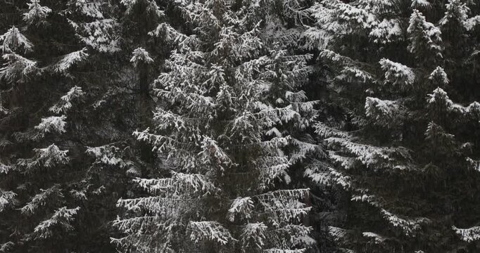 A black and white pine trees texture background with a cold winter feel
