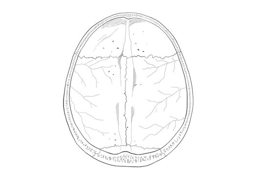 頭蓋冠内面　Cranial vault