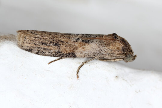 Phycita roborella is a moth of the family Pyralidae. Caterpillars feed on oak trees, but also on apple and pear trees.
