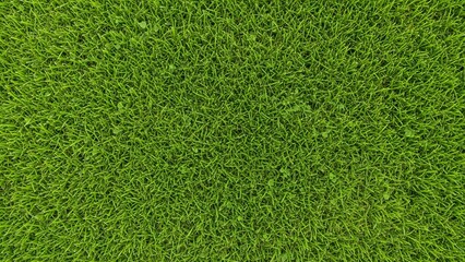 Obraz premium Vibrant green grass field
