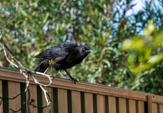 White-winged chough (Corcorax melanorhamphos)