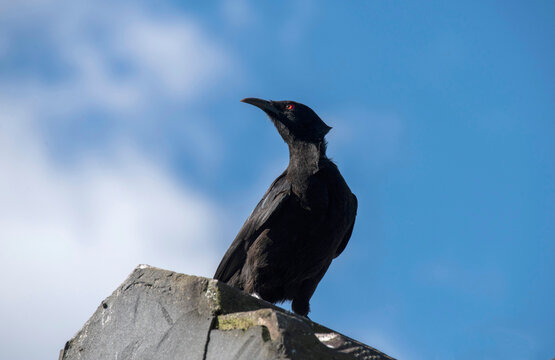 White-winged chough (Corcorax melanorhamphos)